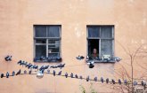 Кормление птиц из окон: соседи не всегда «за»